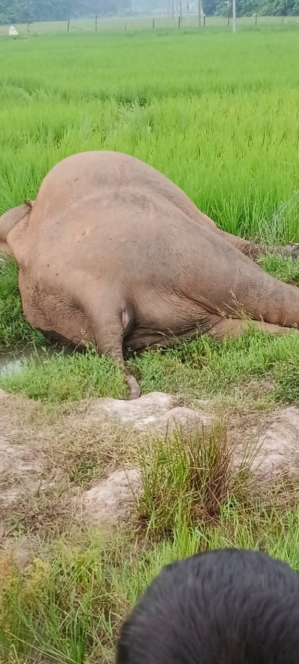 সোণাপুৰৰ বেজেনীত বন্য হস্তীৰ কৰুণ মৃত্যু।