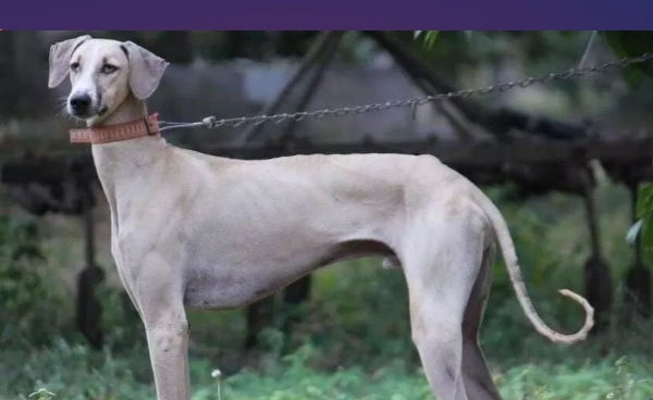 प्रतिनिधि चित्र स्वदेशी नजर नस्ल का स्वान प्रतिनिधि चित्र स्वदेशी नजर नस्ल का स्वान