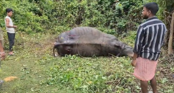 শিলঘাটত এটা গঁড়ৰ মৃত্যু।   শিলঘাটৰ কামাখ্যা মন্দিৰৰ নামনিত মৃত্যু গঁড়টোৰ। শিলঘাটত এটা গঁড়ৰ মৃত্যু।   শিলঘাটৰ কামাখ্যা মন্দিৰৰ নামনিত মৃত্যু গঁড়টোৰ।