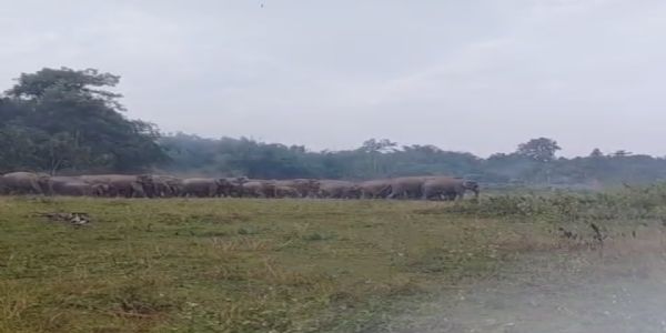 পাহাৰৰ পৰা নামি অহা বনৰীয়া হাতীৰ জাকে তাণ্ডৱ চলাইছে অসমৰ ভাৰত ভূটান সীমান্তত