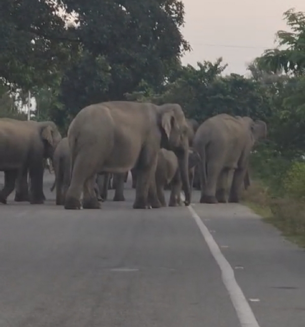 পাহাৰৰ পৰা নামি অহা বনৰীয়া হাতীৰ জাকে এতিয়া ভাৰত ভূটান সীমান্তৰ ৰাইজক ত্ৰিহি মধুসূদন দেখাইছে ৷ পাহাৰৰ পৰা নামি অহা বনৰীয়া হাতীৰ জাকে এতিয়া ভাৰত ভূটান সীমান্তৰ ৰাইজক ত্ৰিহি মধুসূদন দেখাইছে ৷