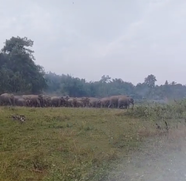 পাহাৰৰ পৰা নামি অহা বনৰীয়া হাতীৰ জাকে এতিয়া ভাৰত ভূটান সীমান্তৰ ৰাইজক ত্ৰিহি মধুসূদন দেখাইছে ৷ পাহাৰৰ পৰা নামি অহা বনৰীয়া হাতীৰ জাকে এতিয়া ভাৰত ভূটান সীমান্তৰ ৰাইজক ত্ৰিহি মধুসূদন দেখাইছে ৷