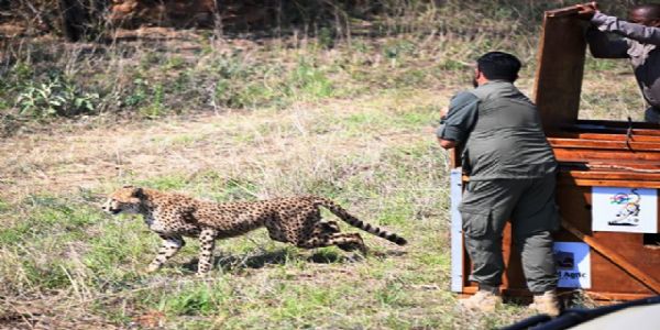 বটছৱানাই ভাৰতলৈ উপহাৰ দিলে আঠটা চিতা
