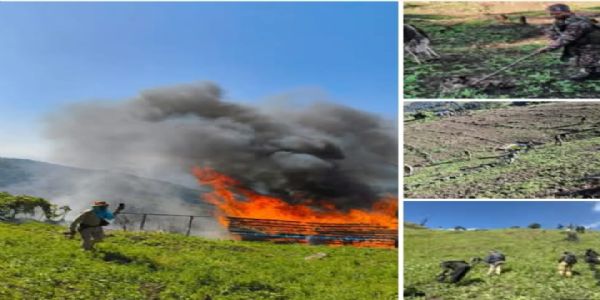 মণিপুৰত নিৰাপত্তা বাহিনীয়ে ধ্বংস কৰিলে ৫৬ একৰ অবৈধ আফিং খেতি