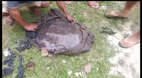 তিতাবৰ ৰজাবাহৰ গাঁৱত পুৱাই এটা প্ৰকাণ্ড বৰকাছ উদ্ধাৰ।