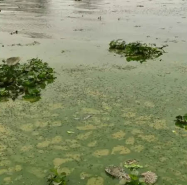 দীপৰ বিলৰ জল প্ৰদূষণ