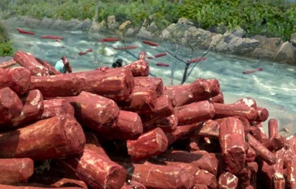 लाल चंदन (प्रतीकात्मक फोटो)