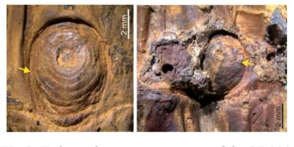 মণিপুৰৰ বিজ্ঞানীসকলে আৱিষ্কাৰ কৰিছে ৩৭ হাজাৰ বছৰ পুৰণি বাঁহৰ জীৱাশ্ম