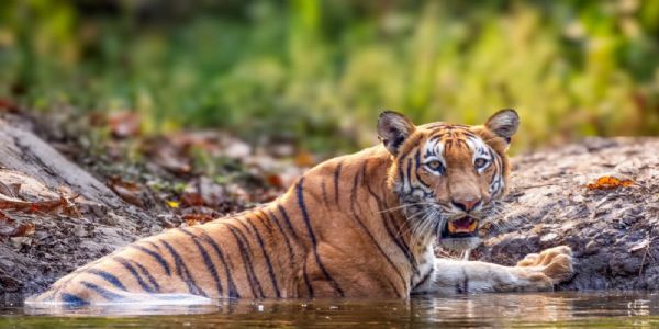 নেপালত বাঘৰ লোকপিয়ল আৰম্ভ, ২৩০০ কেমেৰা স্থাপন