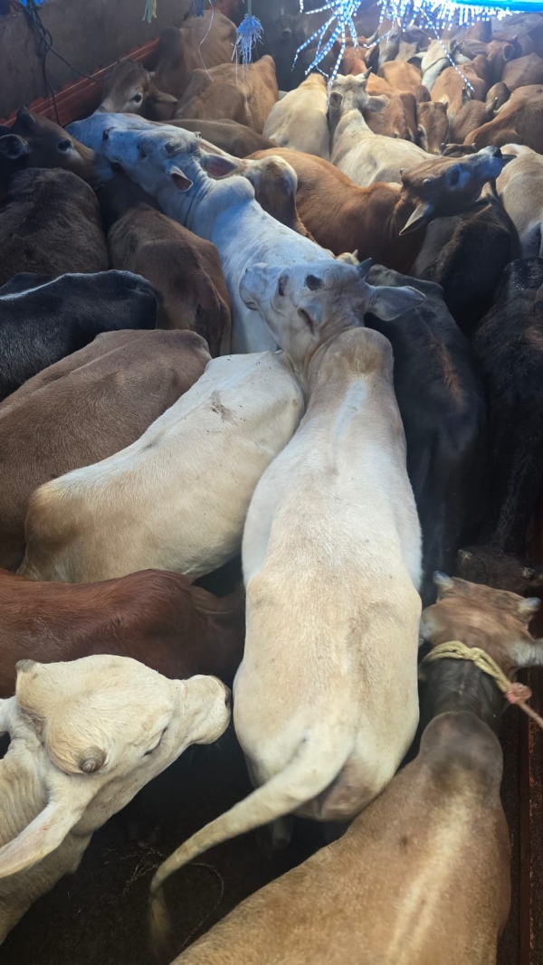 জাগীৰোডৰ পলাহগুৰিত জব্দ হৈছে চোৰাং গৰু ভৰ্তি এখন ট্ৰাক।