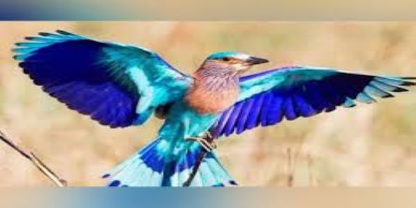 নীলকন্ঠ চৰাইৰ সংৰক্ষণৰ কোনো নিৰ্দিষ্ট পৰিকল্পনা নাই: কেন্দ্ৰ