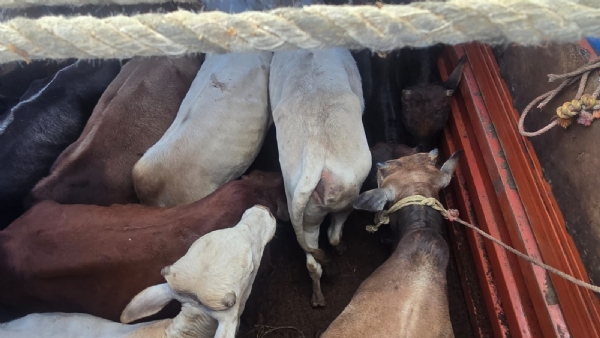 জাগীৰোডৰ পলাহগুৰিত জব্দ হৈছে চোৰাং গৰু ভৰ্তি এখন ট্ৰাক।