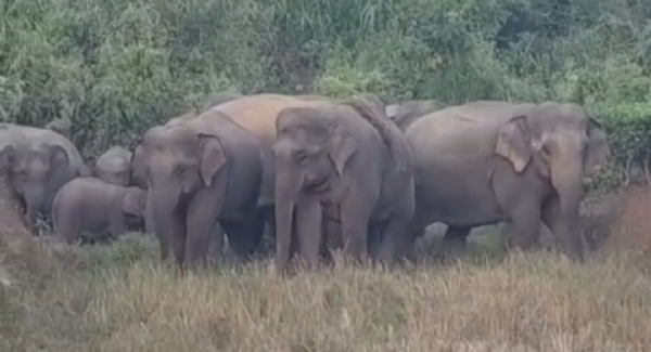 পূৱ যোৰহাটৰ চেনিজানত বন্য হস্তিৰ তাণ্ডৱ l ঘৰ দুৱাৰ ক্ষতি সাধন কৰা লগতে ধাননি পথাৰত ধান খাই তহলিং l পূৱ যোৰহাটৰ চেনিজানত বন্য হস্তিৰ তাণ্ডৱ l ঘৰ দুৱাৰ ক্ষতি সাধন কৰা লগতে ধাননি পথাৰত ধান খাই তহলিং l