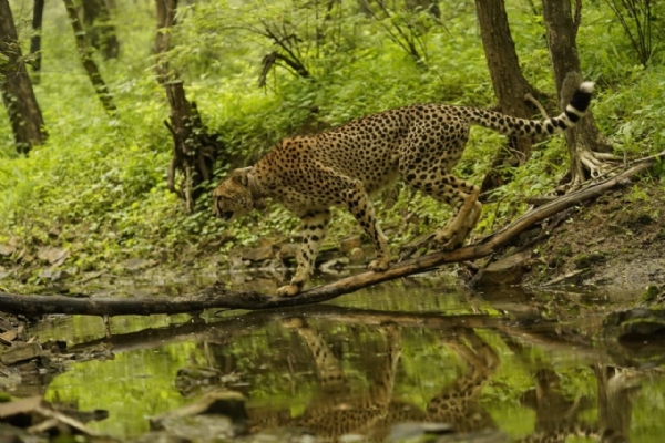 चीता की तस्वीर।