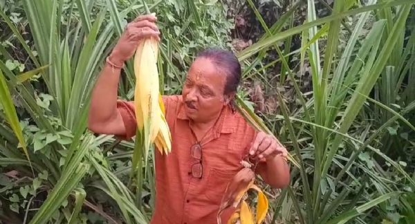 গোলাঘাটৰ কুঁৱৰী গাৱঁৰ নামঘৰৰ কাষত আছে এইজোপা কেটেকী ফুল ৷