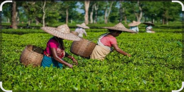 চাহ বাগিচাত গৰমৰ বাবে কৰ্ম সময় সময়সূচী সলনি