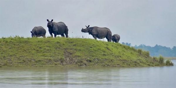 কাজিৰঙা ৰাষ্ট্ৰীয় উদ্যানৰ বানপানীৰ পৰিস্থিতি সামান্য উন্নত, ৪৫ টা বন শিবিৰৰ ভিতৰত ৯ টা সুৰক্ষিত