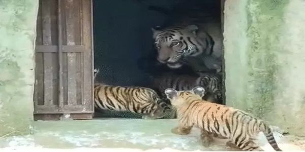 দেশত অভিলেখ সৃষ্টি কৰি ৰাজস্থানৰ নাহৰগড় বায়’লজিকেল পাৰ্কত বাঘিনী ‘ৰাণী’য়ে জন্ম দিলে একেলগে পাঁচটা পোৱালি