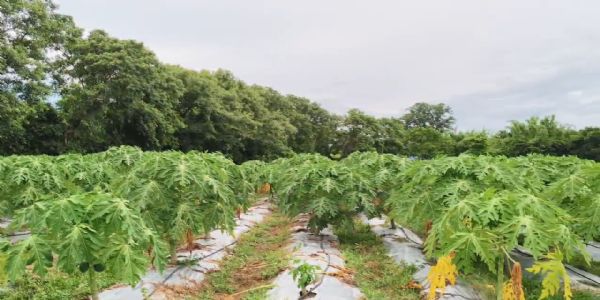 সেউজ বিপ্লৱেৰে চৰ্চাত বকোৰ এজন যুৱ কৃষক