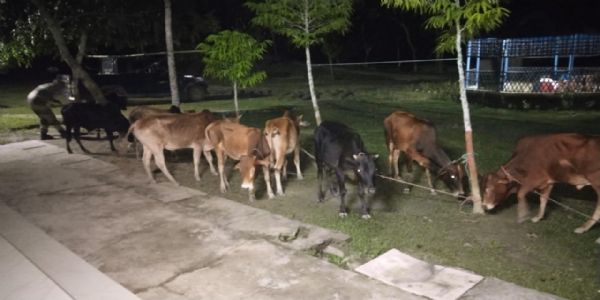 বি এছ এফে বিফল কৰিলে গৰু সৰবৰাহৰ প্ৰচেষ্টা, জব্দ ১১টা পশুধন