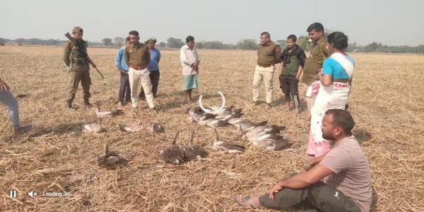 মাজুলীত মৃত অৱস্থাত উদ্ধাৰ ৫০ টাতকৈও অধিক পৰিভ্ৰমী চৰাই