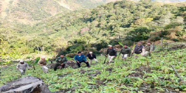 মণিপুৰৰ মাচী পাহাৰত পাঁচ একৰ আফিং খেতি ধ্বংস