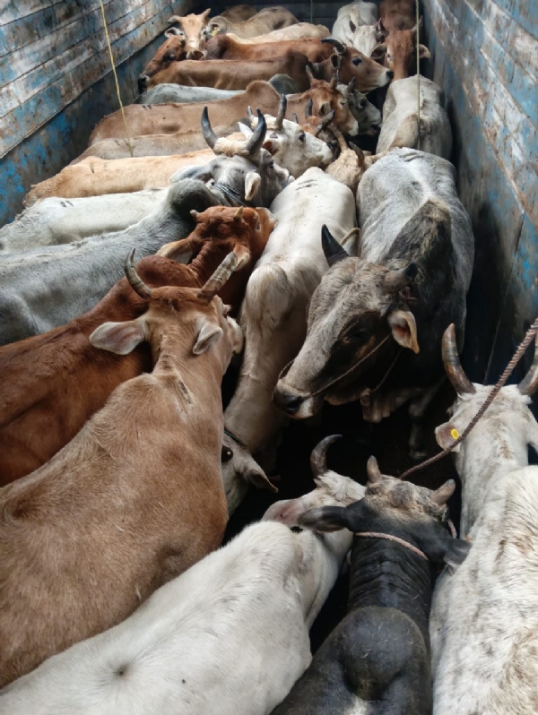 জাগীৰোডৰ নেলী আৰক্ষীৰ চোৰাং গো-সৰবৰাহৰ বিৰুদ্ধে তীব্ৰ অভিযান জাগীৰোডৰ নেলী আৰক্ষীৰ চোৰাং গো-সৰবৰাহৰ বিৰুদ্ধে তীব্ৰ অভিযান