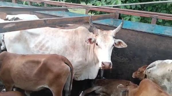 ডিমৰীয়াৰ টোপাতলীত পৰিত্যক্ত অৱস্থাত ৰখাই থোৱা ট্ৰাকত উদ্ধাৰ গো-ধন