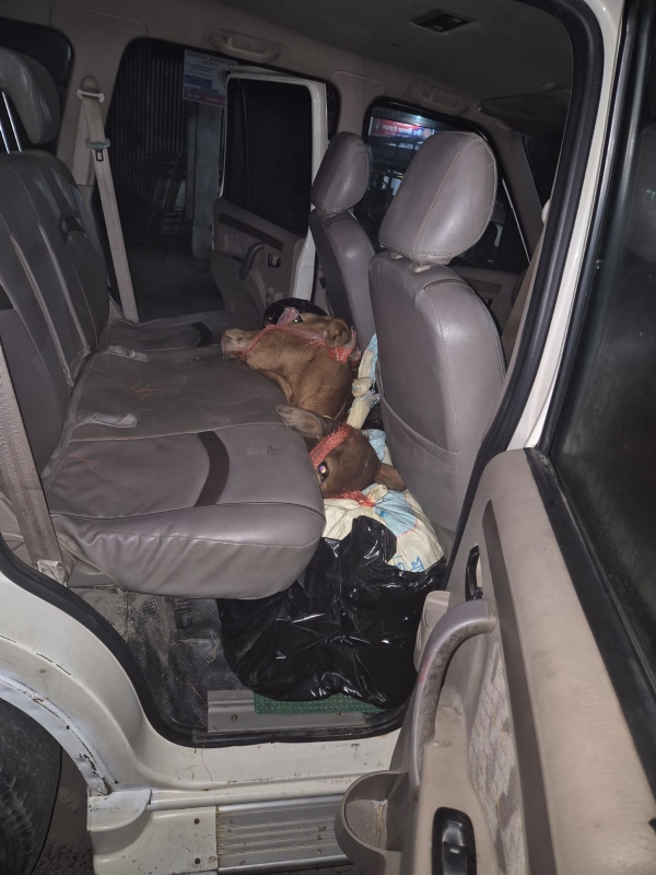 स्कॉर्पियो से मवेशी बरामद, तीन गिरफ्तार