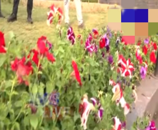 Image of the Government Orchid Garden in Kaziranga National Park. काजीरंगा नेशनल पार्क आर्किड उद्यान। Image of the Government Orchid Garden in Kaziranga National Park. काजीरंगा नेशनल पार्क आर्किड उद्यान।