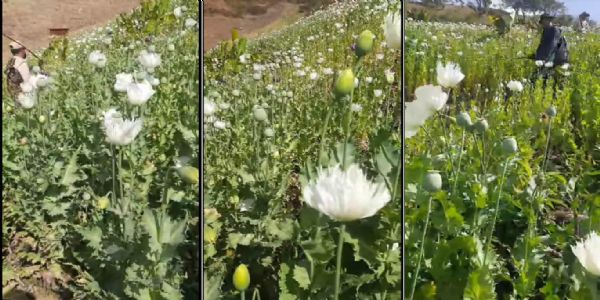 মণিপুৰঃ ১৮০ একৰ অবৈধ আফিং খেতি ধ্বংস, আফিং সৰবৰাহ কৰা ট্ৰাক চালক আটক