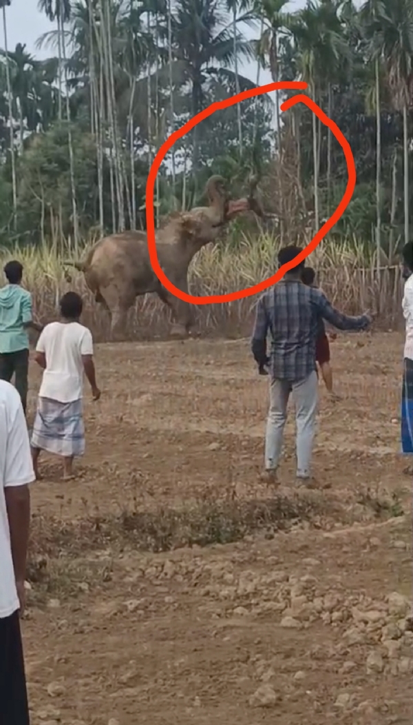 Elephant killed man Elephant killed man