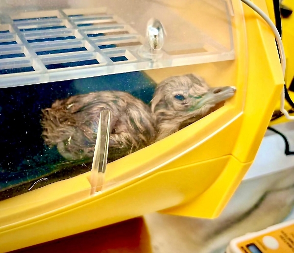 গ্ৰেট ইণ্ডিয়ান বাষ্টাৰ্ড