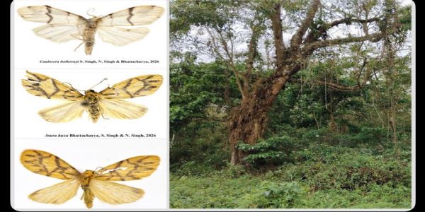 দুটা নতুন প্ৰজাতিৰ লাইকেন মথ আৱিষ্কাৰ, গৱেষকসকলক ভূপেন্দ্ৰ যাদৱৰ অভিনন্দন