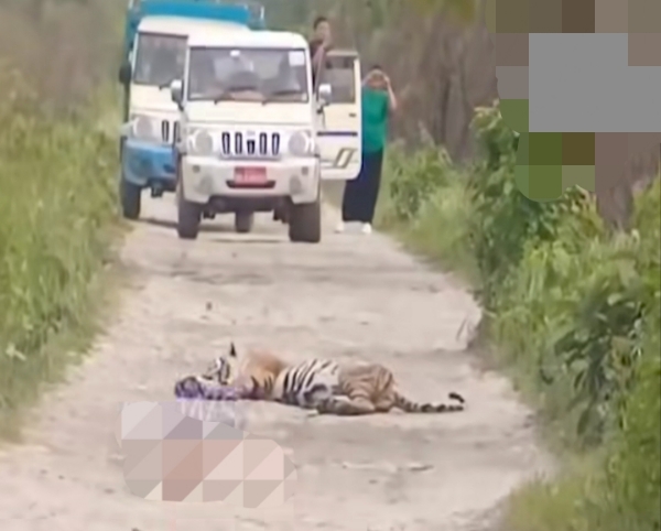 The Tiger Sleeping on Road Inside Manas National Park
