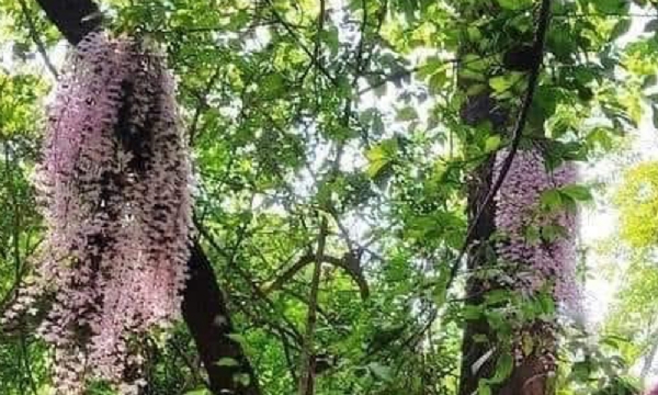 नेपाली नववर्ष में फूलने वाल सलहेस का फूल