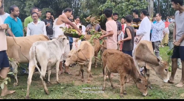 যোৰহাটৰ মনাইমাজিত অষ্টাদশ সংখ্যক সমূহীয়া গৰু বিহু পালন