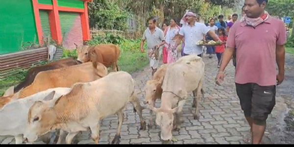 টীয়কৰ বামুণগাঁৱত গৰু বিহু উদযাপন