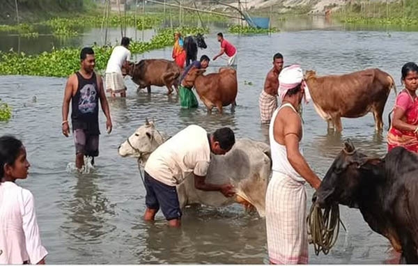 গোধনক নদী বা পুখুৰীত নোৱাই-ধুৱাইছে গোধনক নদী বা পুখুৰীত নোৱাই-ধুৱাইছে