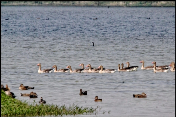 शेखा झील