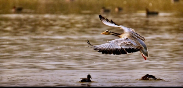 उत्तरप्रदेश के अलीगढ़ के शेखा झील की तस्वीर