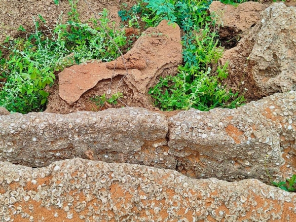 तमिलनाडु में  8–12 हजार साल पुराना जीवाश्म स्थल की  पुष्टि