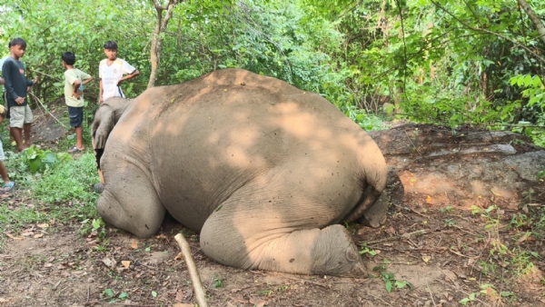 ডিমৰীয়াৰ টোপাতলী দিকচাক পাহাৰত শোকাৱহ ঘটনা,,