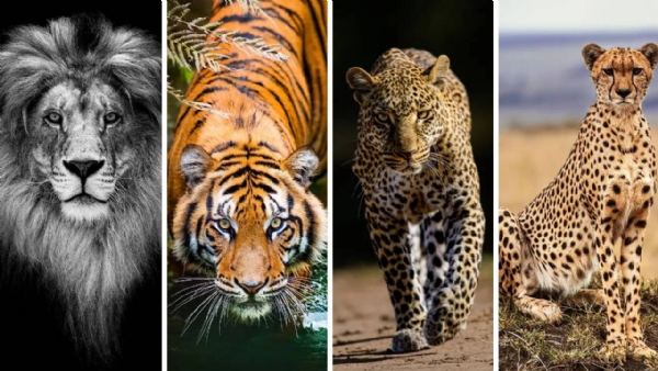 देश में बड़ी बिल्लियों के संरक्षण को बढ़ावा देने के लिए आयोजित होने वाले कार्यक्रमों के तहत बाघ, एशियाई शेर, तेंदुआ, हिम तेंदुआ और चीता।