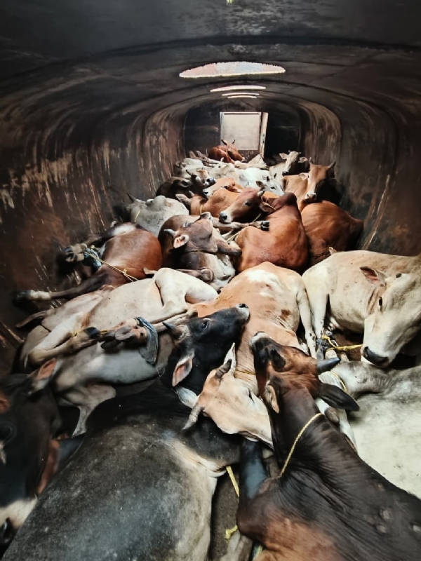 জাগীৰোডত চোৰাং গৰু সৰবৰাহকাৰীৰ বিৰুদ্ধে অভিযান
