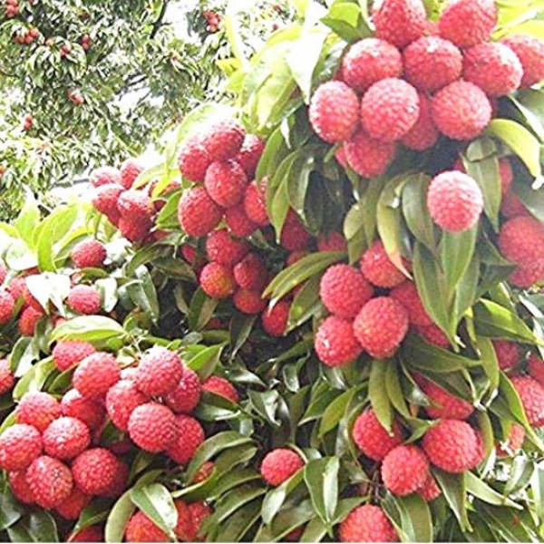 লেচু