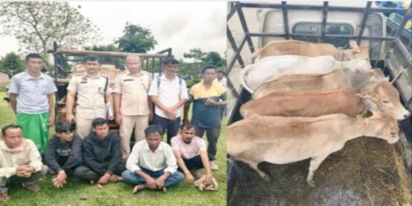 লখিমপুৰত চুৰি গৰু উদ্ধাৰ, পাঁচ অভিযুক্ত গ্ৰেপ্তাৰ