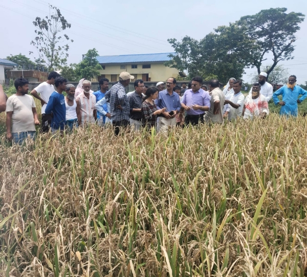 বৰো ধানত ভেঁকুৰজাতীয় ৰোগ হোৱা পথাৰ পৰিদৰ্শন জিলা কৃষি বিভাগৰ