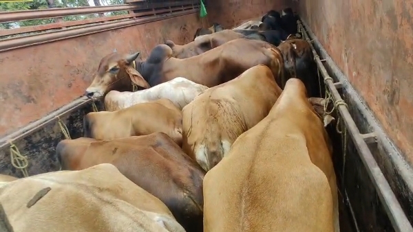 সোণাপুৰৰ ৰাষ্ট্ৰীয় ঘাইপথত গৰু ভৰ্তি বাহন এৰি পলায়ন চালক। সোণাপুৰৰ ৰাষ্ট্ৰীয় ঘাইপথত গৰু ভৰ্তি বাহন এৰি পলায়ন চালক।