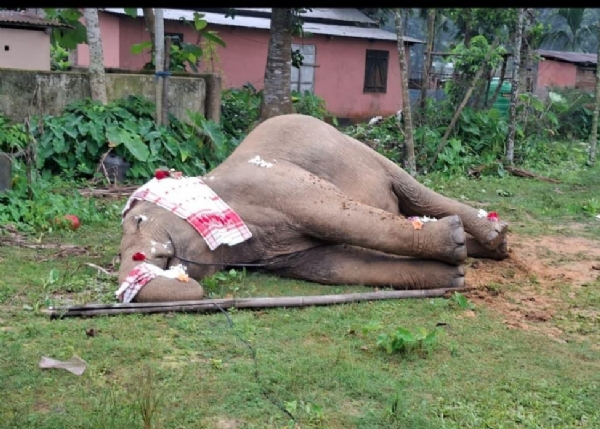 গোৱালপাৰাত কৰুণ অঘটন: মৰনৈত বিদ্যুৎস্পৃষ্ট হৈ গৰ্ভৱতী বন্যহস্তীৰ কৰুণ মৃত্যু